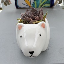Black Prince Echeveria Succulent Polar Bear Planter, 5" white ceramic animal pot image 3