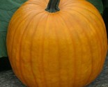 Connecticut Field Pumpkin Seeds 15 Jack O Lantern Pies Baking Fast Shipping - $8.99