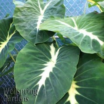 Best Nancyana Elephant Ear (Nancy&#39;s Revenge) / Colocasia / Live Plant - £24.28 GBP