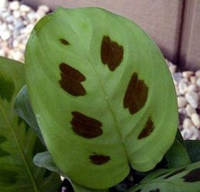 4&quot; Pot Maranta Green Prayer Plant Easy to Grow Garden Indoor Outdoor Houseplant - £42.81 GBP