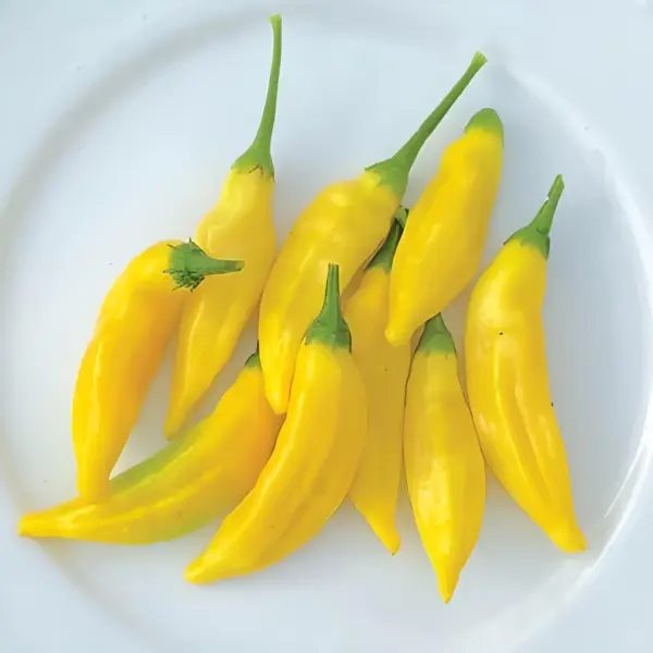 Aji Lemon Drop Hot Pepper 20+ Seeds Garden - £5.48 GBP