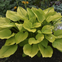 2.5&quot; pot hosta AGE OF GOLD large big upright yellow - 1 Live Potted Plant - £39.07 GBP