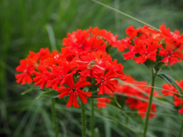 FREE SHIPPING 50+ seeds Maltese Scarlett Cross {Lychnis chalcedonica}  - £10.16 GBP