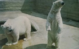 Postcard Polar Bears Columbus Zoological Park Ohio USA 1964 Posted Writing Stamp - $12.44