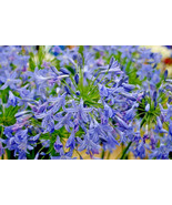 Lily Of The Nile 100 Seeds Blue Agapanthus African Lily From Seeds Fresh Gardeni - $10.37