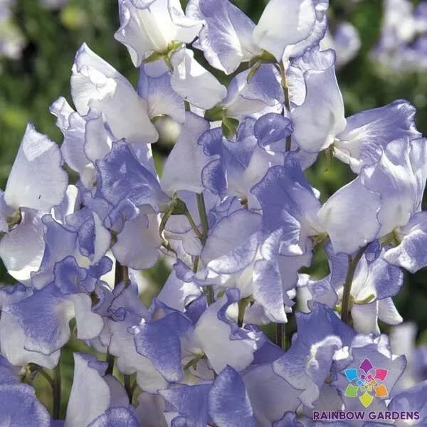 Fresh Seeds 50 Blue Ripple Sweet Pea Seeds for Planting Garden - $10.96