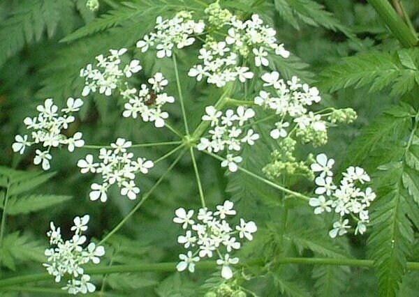 Greek mironi chervil seeds, herb seeds, 50 seeds, code 092 Item image 6