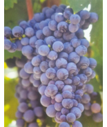 FREDONIA Grape 1 Gal. Live Vine Plant Grapes Garden Vineyard LOOK FREE R... - £88.14 GBP
