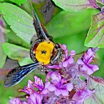 BRN 200 Cinnamon Basil Seeds Herb Perennial Heirloom Insect Bug Repellen... - $8.97
