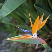 5 Crane Flower Bird Of Paradise Isigude Seeds 5 Seeds Strelitzia Reginae Fresh G - £18.92 GBP