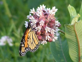 FA Store 50 Common Milkweed Seeds Asclepias Syriaca Food For The Monarch Butterf - £6.58 GBP