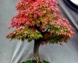 Japanese Thunder Red Maple {Acer palmatum inazuma} Growing Bonsai  - $9.79