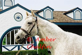 COLOR PHOTO - 8x10 Holy Bull  at Jonabell Farm - 1994 Horse of The Year ... - $8.00+