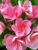 5 Pink Plumeria Seeds Plants Flower Lei Hawaiian - £7.94 GBP