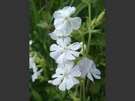 Sell Store 100 Silene White Catchfly Flower Seeds Annual From US - $9.99