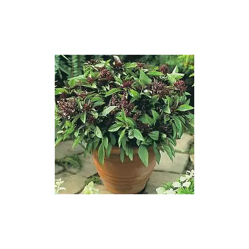 Basil Licorice Great Herb Seeds (1 Oz Seeds Garden Fresh USA Shipping - $28.89