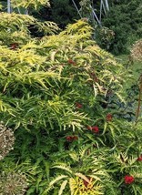 Seed- Cutleaf Golden Elder Cutleaf- Hardy Shrub - Gold Foliage, Red Berries - €2,82 EUR+