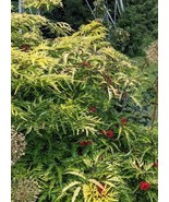 Seed- Cutleaf Golden Elder Cutleaf- Hardy Shrub - Gold Foliage, Red Berries - €2,85 EUR+