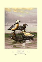 Stellars and Spectacled Eiders by Allan Brooks - Art Print - £17.57 GBP+