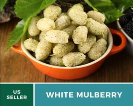 50Pcs White Mulberry Heirloom Seeds Culinary &amp; Medicinal Non GMO Morus Alba Seed - £17.65 GBP