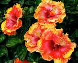 20 Orange Yellow Red Hibiscus Seeds Flowers Flower Seed Perennial Bloom ... - $9.78