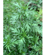 Daun Baru Cina Mugwort - Artemisia vulgaris L Leaf (Powder), 80 Gram - $22.94