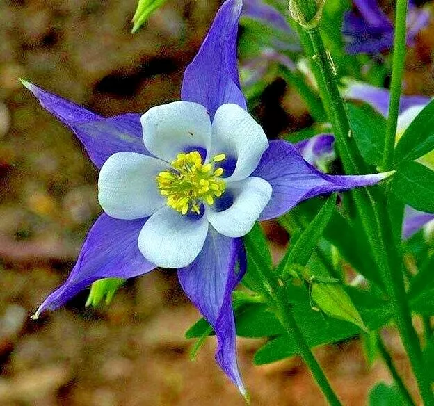 200 Of Rocky Mountain Columbine Seeds Native Wildflower Shade Garden Easy - $3.88