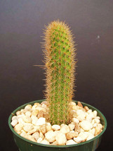Hildewinteria Aureispina, exotic rare cacti columnar garden plant cactus  4&quot; pot - £10.54 GBP