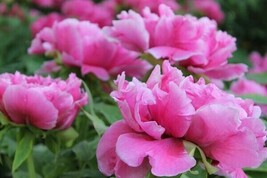 10pc PEONY SEEDS Garden Plant Flower blossom exotic USA seller FREE ship... - $5.65