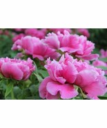 10pc PEONY SEEDS Garden Plant Flower blossom exotic USA seller FREE ship... - $103.97 MXN