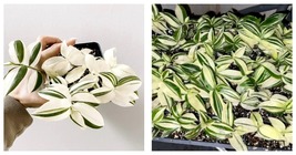 Tradescantia Fluminensis variegata Starter Plant plug Gardening (NO HEAT... - £33.81 GBP