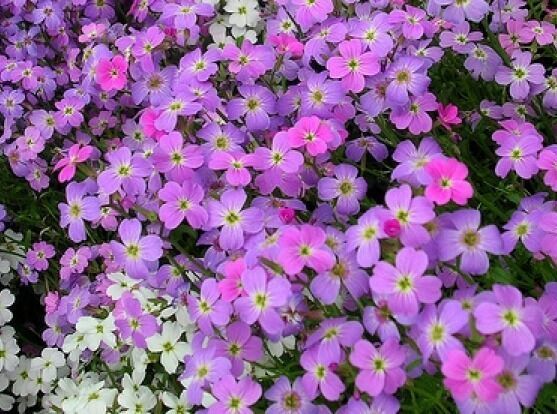 GIB Virginia Stock 100 Fresh Seeds  Lilac &amp; White - $2.00