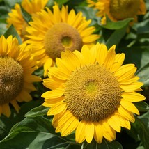 New Fresh Seeds Sunflower Dwarf Sunspot Seeds 50 Yellow Flower Annual Fast Ship - £3.60 GBP