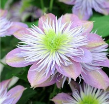  10 Vine Clematis Potted Clematis Flower Courtyard Potted Climbing s Seeds - £7.83 GBP