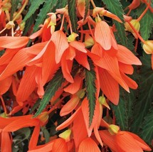 USA SELLER Begonia Seeds Santa Cruz Sunset Trailing Begonia 15 Pelleted Seeds Fr - $12.36