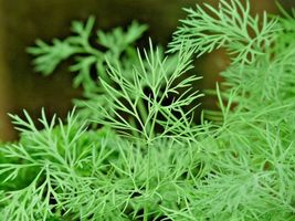 Dill Spring Insect Repellent Herb Garden Spice Non-Gmo 350 Seeds  - £7.85 GBP