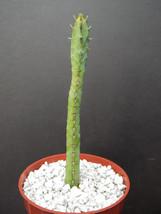 Euphorbia heterochroma, African catedral plant bonsai tree rare cactus exotic 4&quot; - £11.78 GBP