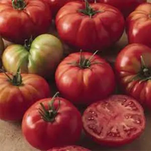 50 Seeds Champion Tomato Juicy Tomatoe Vegetable Edible Food Fresh - $10.32