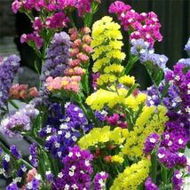 Pacific Apricot Tree Flower Plant seeds, For Planting - $6.00