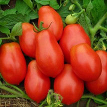 Italian Roma Tomato Seeds 100 Ct Vegetable Garden Tomato Paste Sauce Fresh Garde - £3.32 GBP