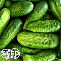 National Pickling Cucumber Seeds - 50 Seeds Non-gmo - £1.54 GBP