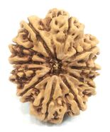 Super collector 11 mukhi rudraksha -33.02 mm - Nepal - Certified - $460.74