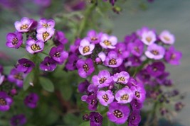 VP 1000+Dwarf Sweet Alyssum Flower Seeds Drought Heat Groundcover - £5.00 GBP