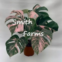 Pink Monstera Flower Beauitful Large Colorful 10 Seeds Leaves Plant Garden - $7.07