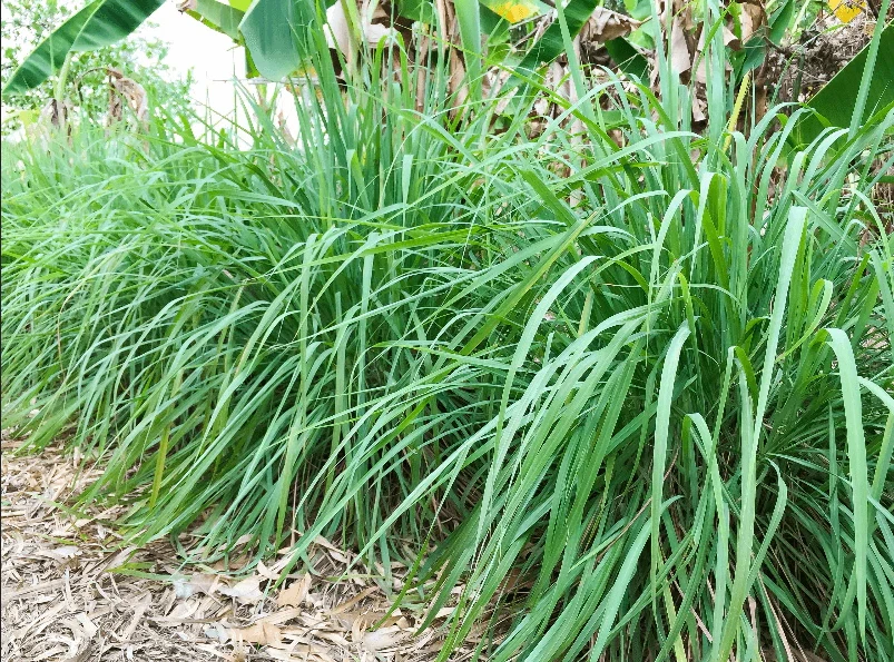West Indian Lemongrass Seeds | Natural Mosquito Repellent | Fresh Non-GMO - $4.58