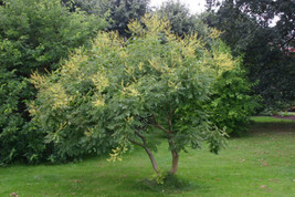 FG Golden Rain Tree seeds (Koelreuteria paniculata), 10 seeds - £4.70 GBP