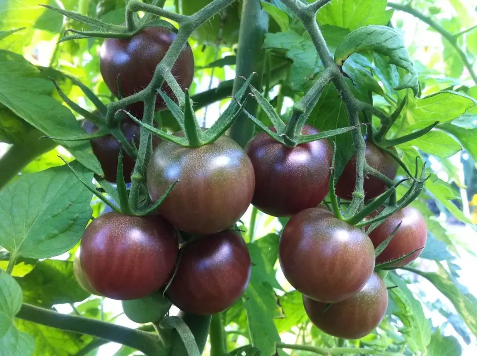 LWS Chocolate Cherry Tomato Super Sweet Organic Non Gmo 10 Seeds Fast Sh... - £7.02 GBP