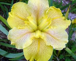 Louisiana Iris &#39;fortune Finder&#39; -3 Mature Blooming Size Plants/Fans Lemon Yellow - £786.35 GBP