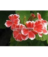Geranium Rose Red To Milky White To Green Ball Types Double 30 PCS Seeds - $13.65