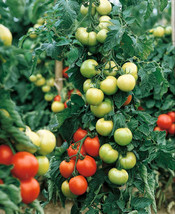 Bulk Carmello Hybrid Tomato VFNT - £10.08 GBP